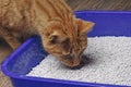 Close up of a ginger cat going into a blue cat litter box.