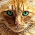 Close up of a ginger cat with green eyes Royalty Free Stock Photo