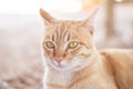 Close up of ginger cat looking something Royalty Free Stock Photo