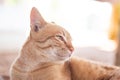 Cute ginger cat Royalty Free Stock Photo