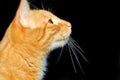 Close-up of a ginger cat in profile against a black background Royalty Free Stock Photo