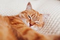Ginger cat relaxing on couch on white blanket. Pet sleeping at home. Cute animal feeling cozy and comfortable Royalty Free Stock Photo