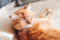 Ginger cat relaxing on couch on white blanket. Pet sleeping at home. Cute animal feeling cozy and comfortable Royalty Free Stock Photo