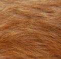 Close up of ginger cat`s fur background Royalty Free Stock Photo