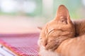 Ginger cat sleeping on the mat Royalty Free Stock Photo