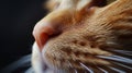 Close-up of a Ginger Cats Soft Nose, White Whiskers, Pink Nose, and Green Eyes Royalty Free Stock Photo