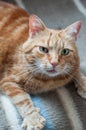 Close-up of ginger fluffy cat at home relaxing Royalty Free Stock Photo
