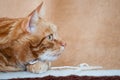 Close-up of ginger fluffy cat at home relaxing Royalty Free Stock Photo