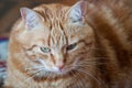 Close-up of ginger fluffy cat at home relaxing Royalty Free Stock Photo