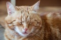 Close-up of ginger fluffy cat at home relaxing Royalty Free Stock Photo