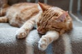 Close-up of ginger fluffy cat at home relaxing Royalty Free Stock Photo