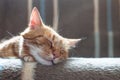 Close-up of ginger fluffy cat at home relaxing Royalty Free Stock Photo