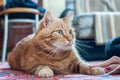 Close-up of ginger fluffy cat at home relaxing Royalty Free Stock Photo