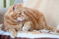 Close-up of ginger fluffy cat at home relaxing Royalty Free Stock Photo