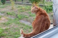 Close-up of ginger fluffy cat at home relaxing Royalty Free Stock Photo