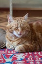 Close-up of ginger fluffy cat at home relaxing Royalty Free Stock Photo