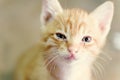 Close up of ginger kitten face Royalty Free Stock Photo