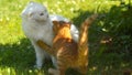 CLOSE UP: Ginger kitty plays with a larger cat with beautiful long white coat.