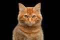 Close-up Ginger Kurilian Bobtail Cat Curious Looks, Black Background