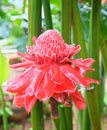 Close up of Ginger Torch Flower - Etlingera Elatior - Decorative Large Red Flower