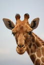 Close-up giraf, giraffe Royalty Free Stock Photo