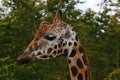 Close-up giraf, giraffe Royalty Free Stock Photo