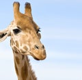 Close up of giraffe Royalty Free Stock Photo