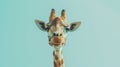 Close Up of a Giraffe Against a Blue Background