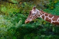 close-up of giraffe animal with long neck, Giraffa camelopardalis, brown spots on shiny skin, artiodactyl mammal from giraffidae