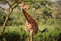 Close up of a giraffe in the bushes