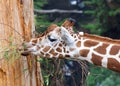 Close up of Giraffe eating green leaves Royalty Free Stock Photo