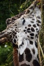 Giraffe eating leaves