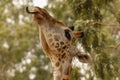 Close up of giraffe face