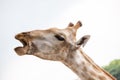 Close up giraffe face