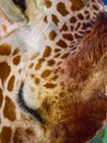 Giraffe Face Close Up