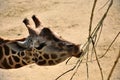 Close up of giraffe face reaching for twigs to eat Royalty Free Stock Photo