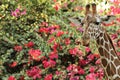 Close-up of a giraffe in front of green trees and flowering bushes, looking at the camera, as if to say, Are you looking at me?