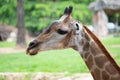 Close-up of a giraffe in front of some green trees Royalty Free Stock Photo