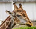 Close-up of a giraffe in front of some green trees Royalty Free Stock Photo