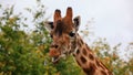 Close-up of a giraffe in front of some green trees Royalty Free Stock Photo