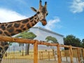 Close-up of a giraffe in front of some green trees, Royalty Free Stock Photo