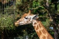 Close-up of a giraffe in front of some green trees, looking at the camera as if to say: \