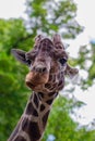 Close-up of a giraffe in front of some green trees, looking at t Royalty Free Stock Photo