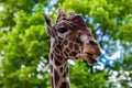 Close-up of a giraffe in front of some green trees, looking at t Royalty Free Stock Photo