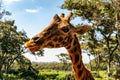 Close-up of giraffe in front of some green trees, Giraffes in the wild. Royalty Free Stock Photo