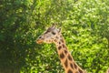 Close-up of a giraffe in front of some green trees. With space for text. Royalty Free Stock Photo