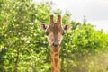 Close-up of a giraffe in front of some green trees. With space for text. Royalty Free Stock Photo