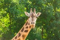 Close-up of a giraffe in front of some green trees. With space for text. Royalty Free Stock Photo