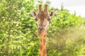 Close-up of a giraffe in front of some green trees. With space for text. Royalty Free Stock Photo