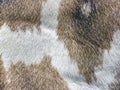 Close up of giraffe fur as background Royalty Free Stock Photo